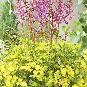 Астильба Astilbe chinensis ‘Color Flash Lime’  